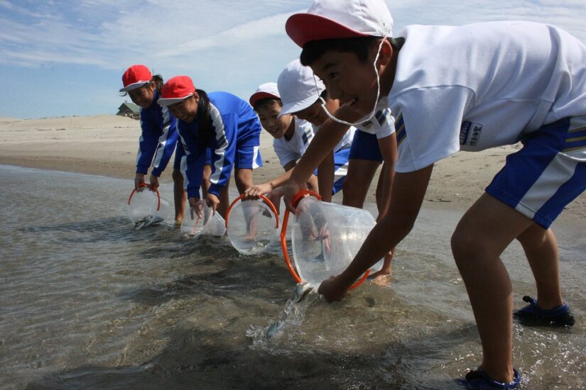 湯野浜小5年生がクロダイの稚魚、約2000匹を放流