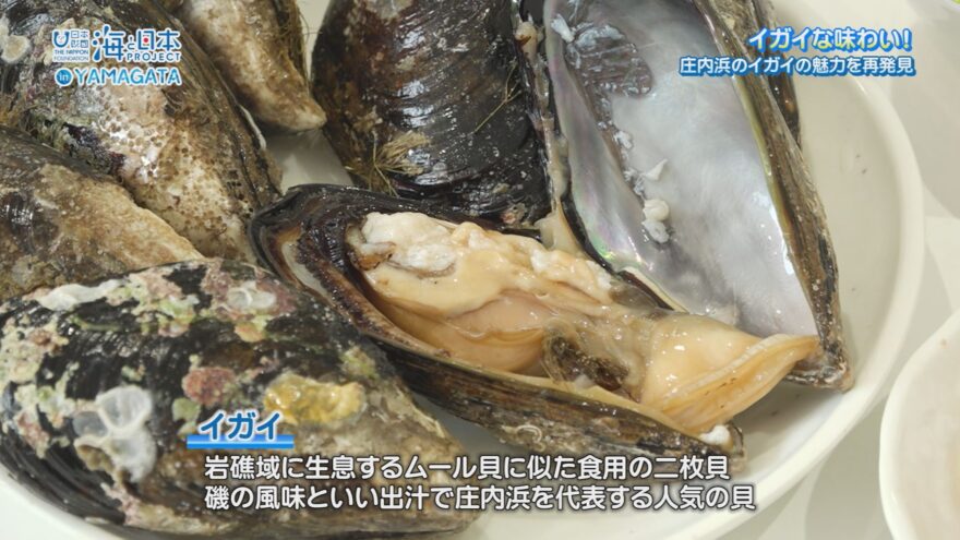”イガイ”な味わい！庄内浜のイガイの魅力を再発見【海と日本プロジェクトin山形2025#03】