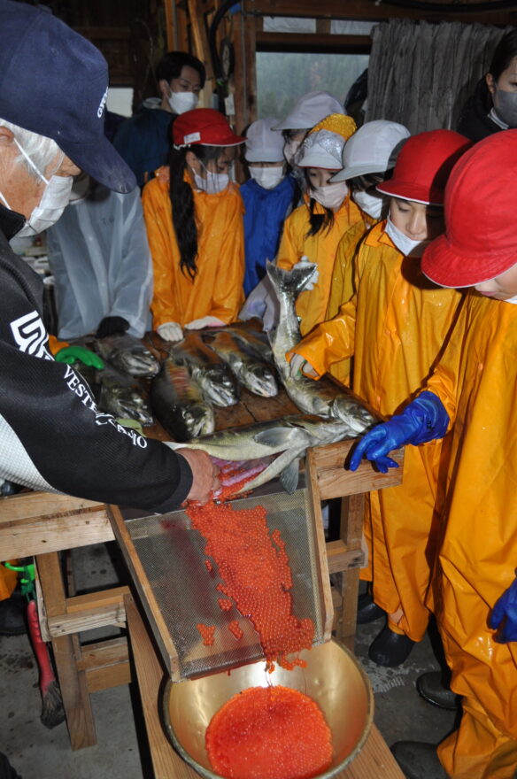 サケの採卵やつかみ捕りに挑戦　あつみ小児童が自然の営み学ぶ