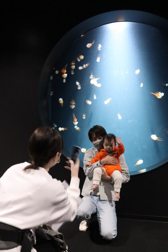 加茂水族館リニューアルオープン　新館「T―JERI」でクラゲ100種展示